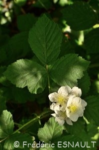 Ronce bleue ou Ronce des champs (Rubus caesius)