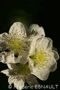 Ronce bleue ou Ronce des champs (Rubus caesius)