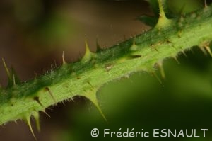Ronce bleue ou Ronce des champs (Rubus caesius)