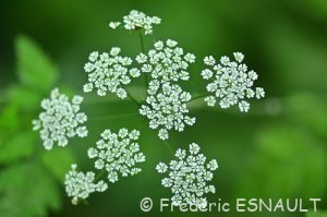 Cerfeuil penché (Chaerophyllum temulum)
