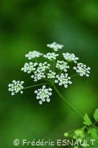 Cerfeuil penché (Chaerophyllum temulum)