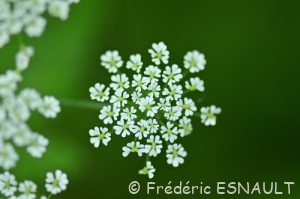 Cerfeuil penché (Chaerophyllum temulum)