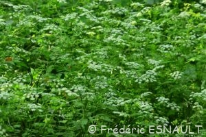 Cerfeuil penché (Chaerophyllum temulum)
