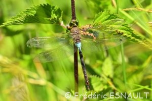 Anax napolitain (Anax parthenope)