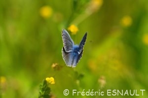 Argus bleu ou Azuré de la Bugrane (Polyommatus icarus)