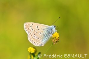 Argus bleu ou Azuré de la Bugrane (Polyommatus icarus)