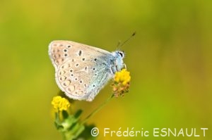 Argus bleu ou Azuré de la Bugrane (Polyommatus icarus)
