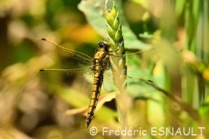 Orthétrum réticulé (Orthetrum cancellatum)
