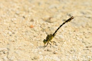 Onychogomphe à pinces (Onychogomphus forcipatus)