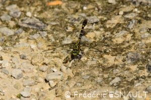 Onychogomphe à pinces (Onychogomphus forcipatus)