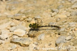 Onychogomphe à pinces (Onychogomphus forcipatus)