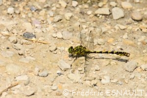 Onychogomphe à pinces (Onychogomphus forcipatus)