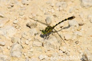 Onychogomphe à pinces (Onychogomphus forcipatus)