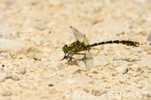 Onychogomphe à pinces (Onychogomphus forcipatus)