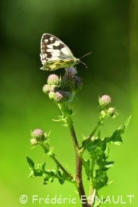 Le Demi-deuil (Melanargia galathea)