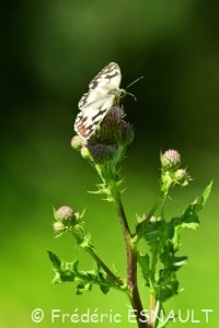 Le Demi-deuil (Melanargia galathea)