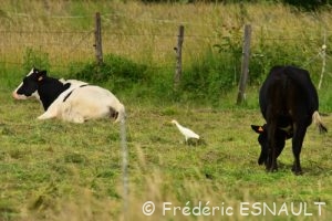 Le Héron garde-bœufs (Bubulcus ibis)