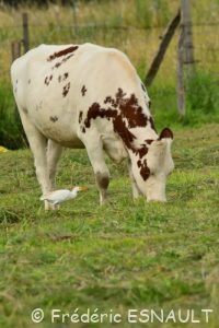 Le Héron garde-bœufs (Bubulcus ibis)