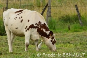 Le Héron garde-bœufs (Bubulcus ibis)