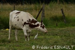 Le Héron garde-bœufs (Bubulcus ibis)