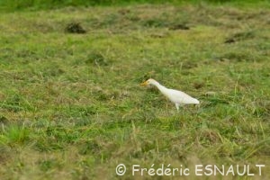 Le Héron garde-bœufs (Bubulcus ibis)