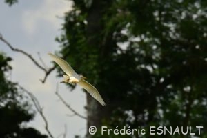 Le Héron garde-bœufs (Bubulcus ibis)