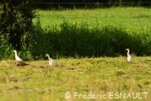Le Héron garde-bœufs (Bubulcus ibis)