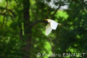Le Héron garde-bœufs (Bubulcus ibis)