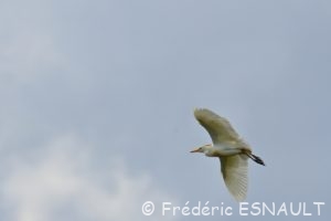Le Héron garde-bœufs (Bubulcus ibis)