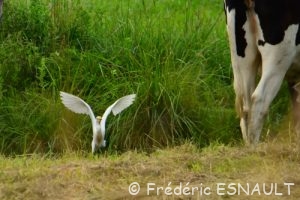Le Héron garde-bœufs (Bubulcus ibis)