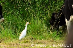 Le Héron garde-bœufs (Bubulcus ibis)