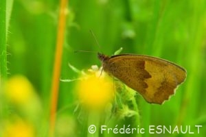 Myrtil (Maniola jurtina)