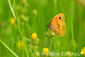 Myrtil (Maniola jurtina)