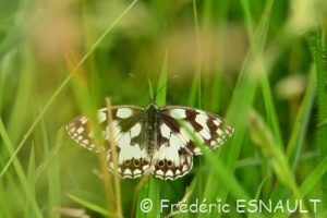 Le Demi-deuil (Melanargia galathea)