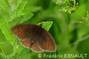 Myrtil (Maniola jurtina)