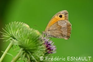 Le Myrtil (Maniola jurtina)