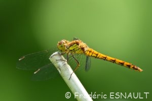 Sympétrum strié (Sympetrum striolatum)