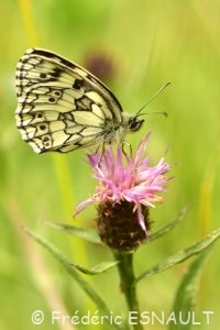 Demi-deuil (Melanargia galathea)