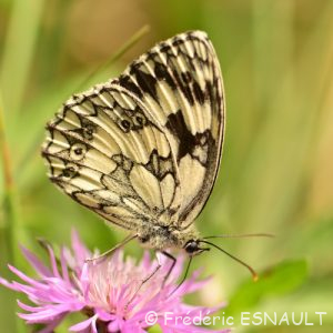 Demi-deuil (Melanargia galathea)