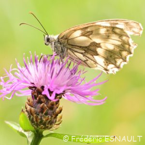 Demi-deuil (Melanargia galathea)
