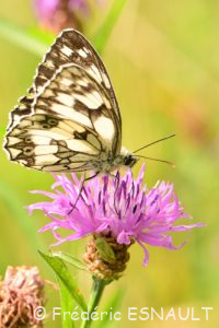 Demi-deuil (Melanargia galathea)
