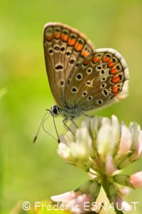 Azuré commun ou Argus bleu ou Azuré de la Bugrane (Polyommatus icarus)