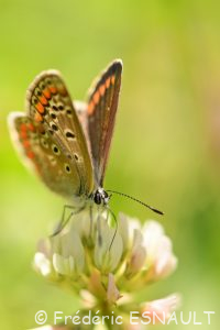 Azuré commun ou Argus bleu ou Azuré de la Bugrane (Polyommatus icarus)