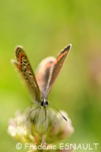 Azuré commun ou Argus bleu ou Azuré de la Bugrane (Polyommatus icarus)