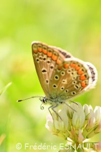 Azuré commun ou Argus bleu ou Azuré de la Bugrane (Polyommatus icarus)