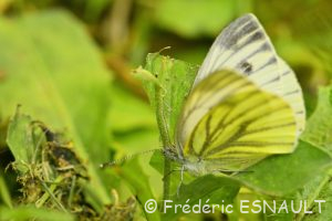 Piéride du navet (Pieris napi)