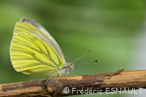 Piéride du navet (Pieris napi)