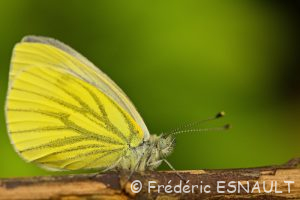 Piéride du navet (Pieris napi)