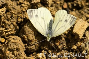 Piéride du navet (Pieris napi)