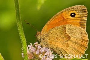 Le papillon Myrtil (Maniola jurtina)